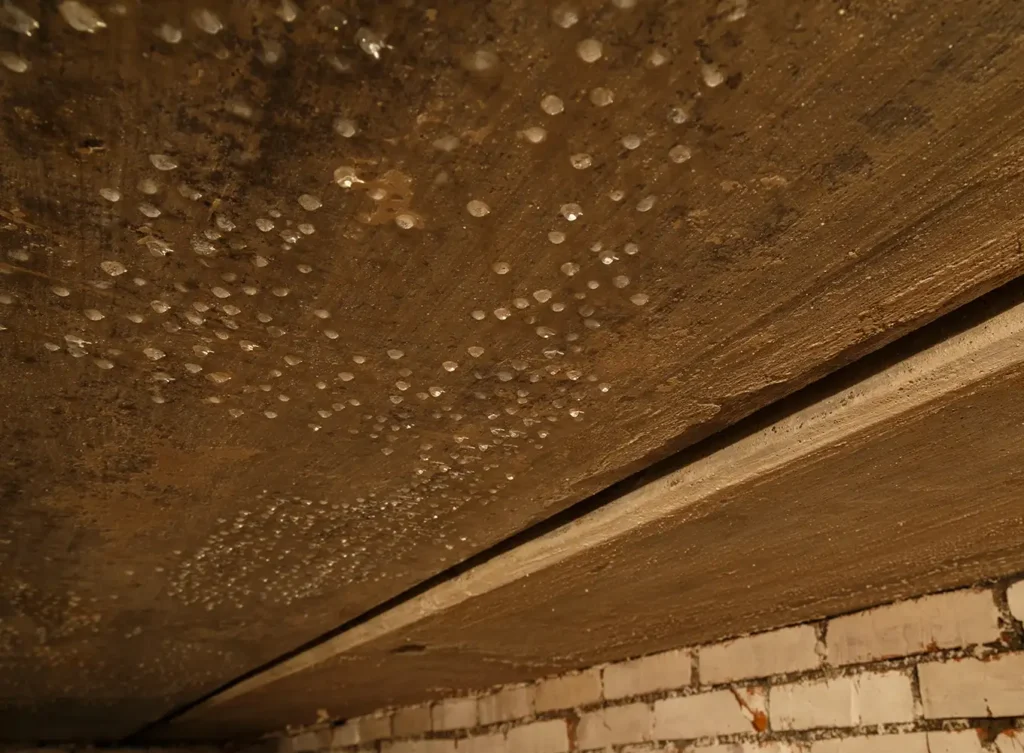 moisture seeping from crawlspace ceiling