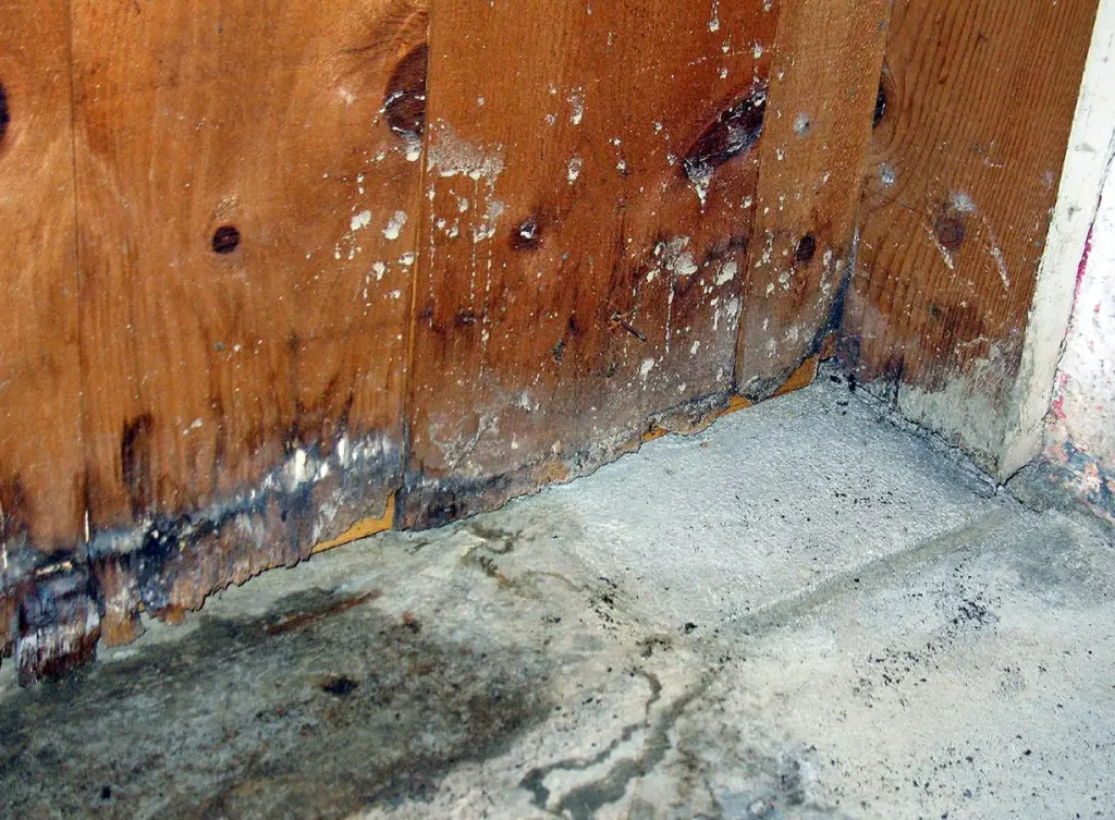 mold growth on basement wall due to excessive water damage springfield illinois